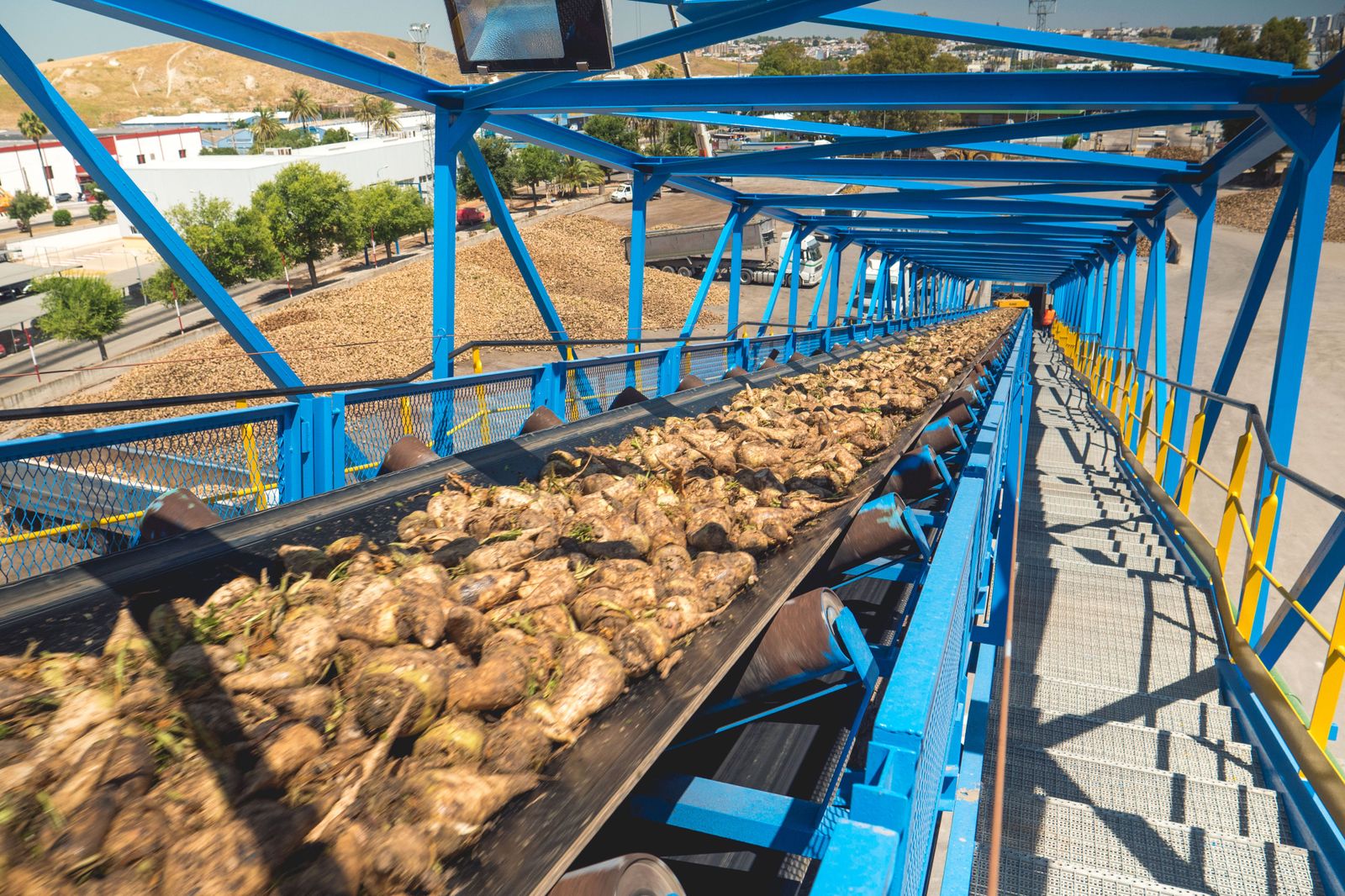 Recepción de remolacha en la fábrica de Guadalete, en Jerez