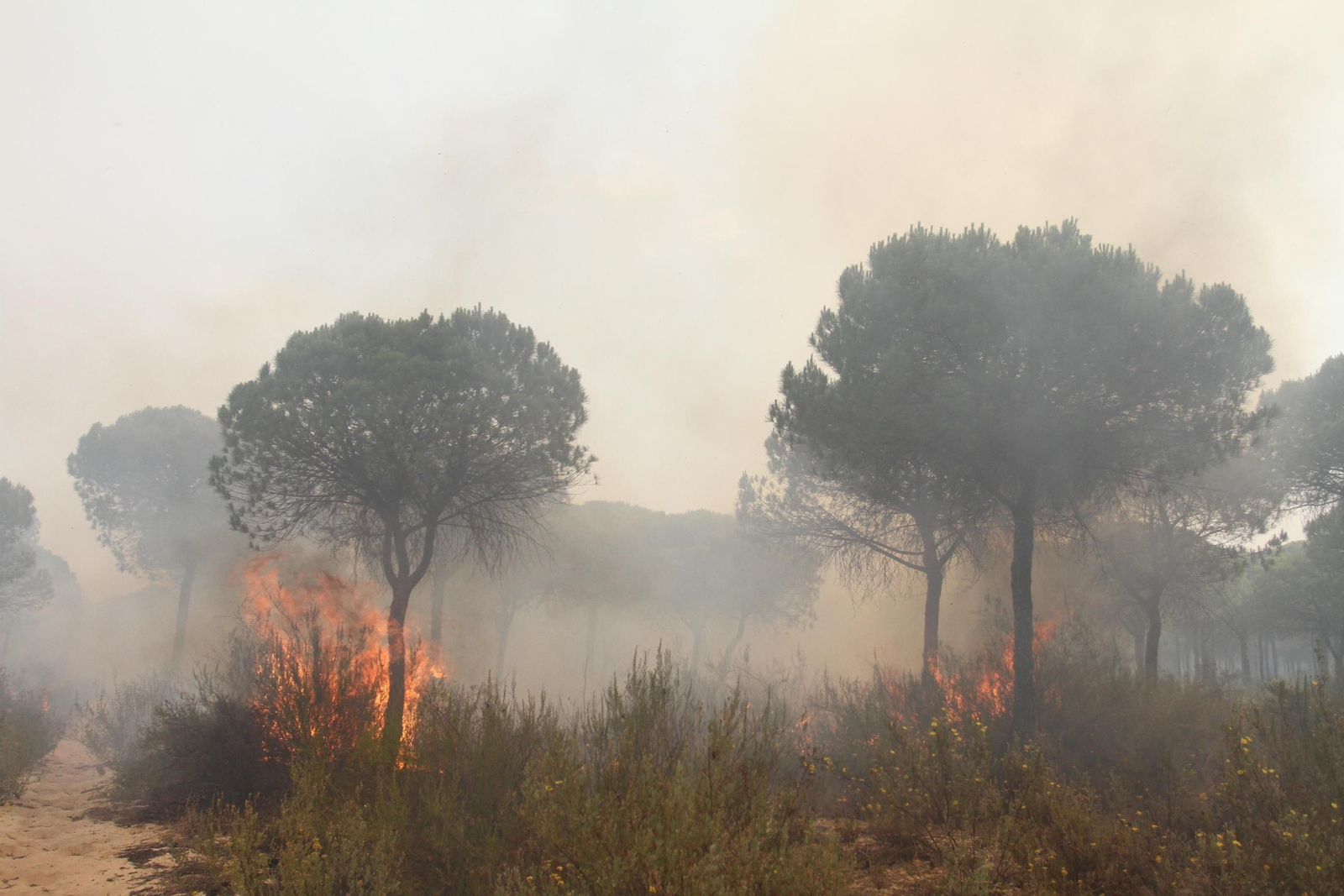 Las imágenes del incendio en Moguer y Mazagón