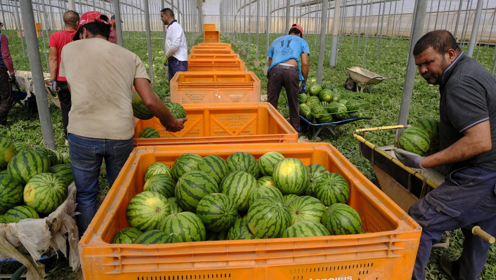 Imágenes de las primeras sandías que salen de Almería esta campaña