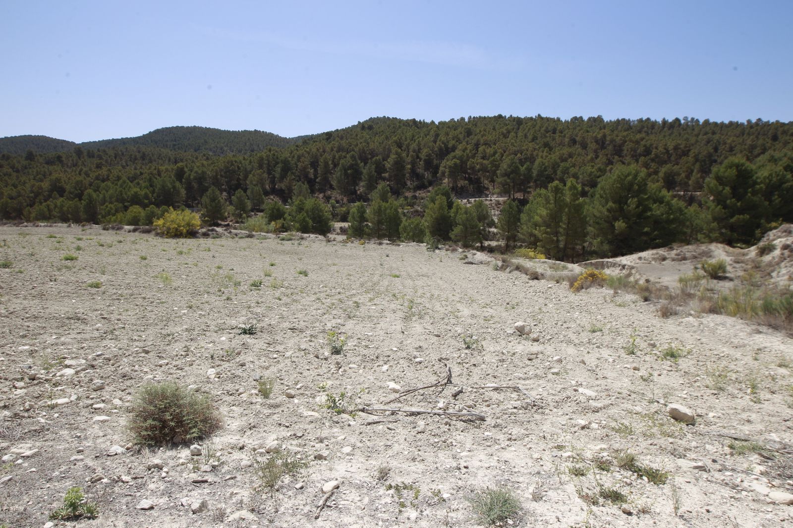 Imágenes de la sequía que golpea con dureza la producción de cereal en Los Vélez