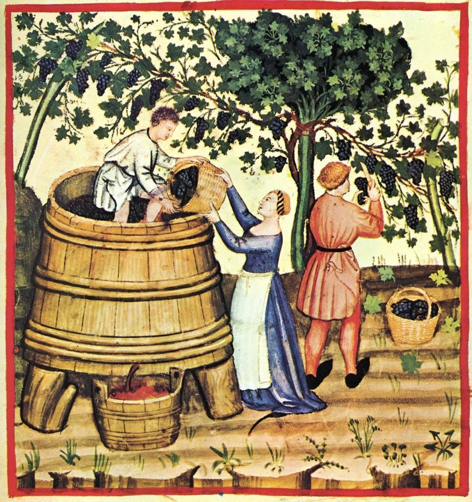 Labores en la vendimia.
