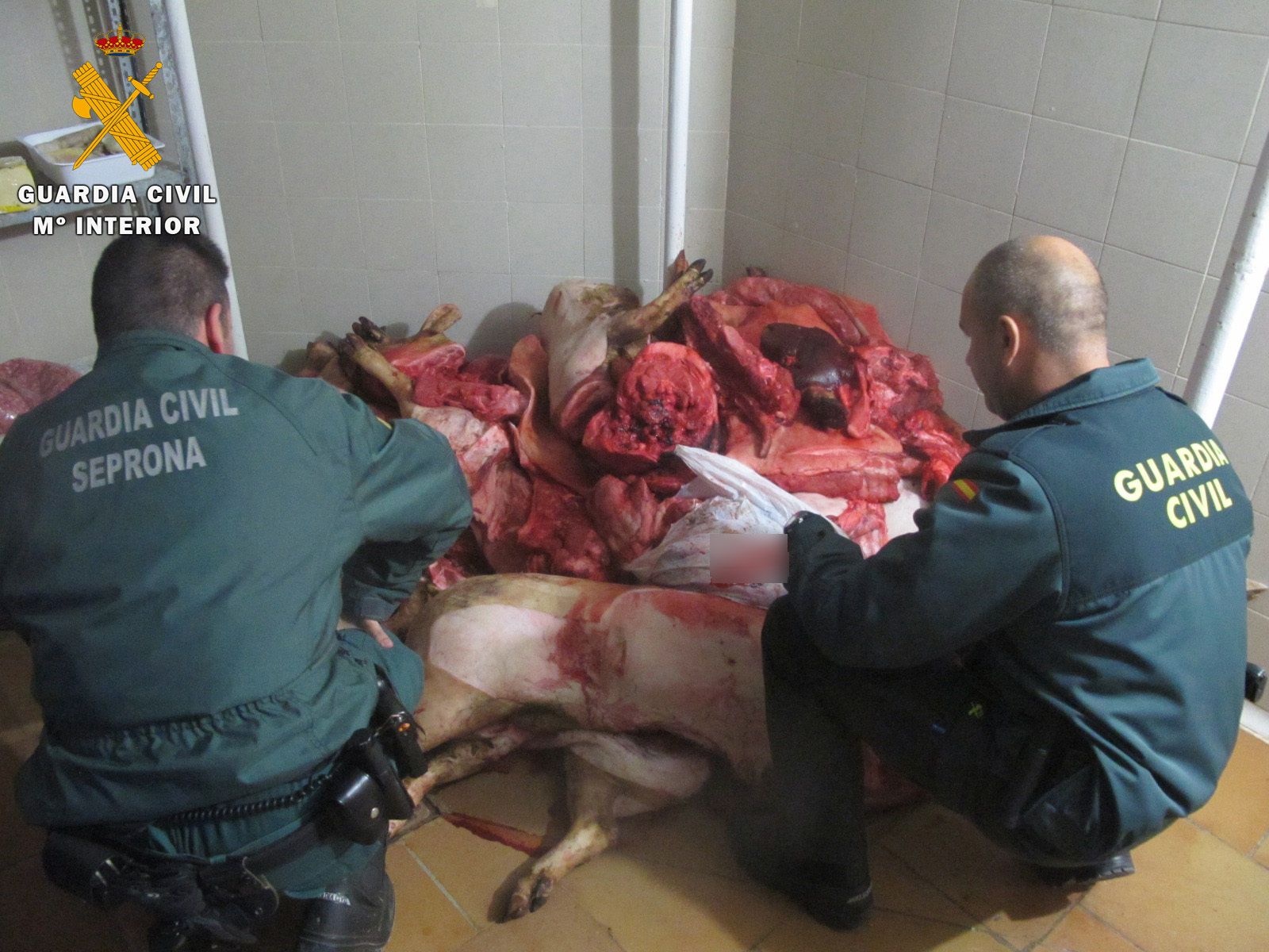 La Guardia Civil interviene en Baena una tonelada de carne de cerdo insalubre.