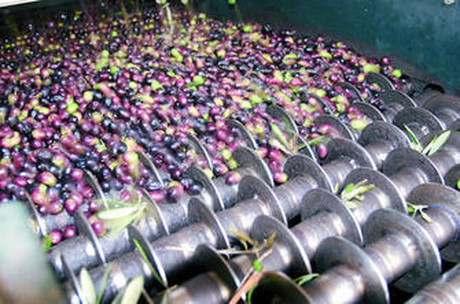 El precio de la aceituna se determina dependiendo de su nivel de rendimiento.