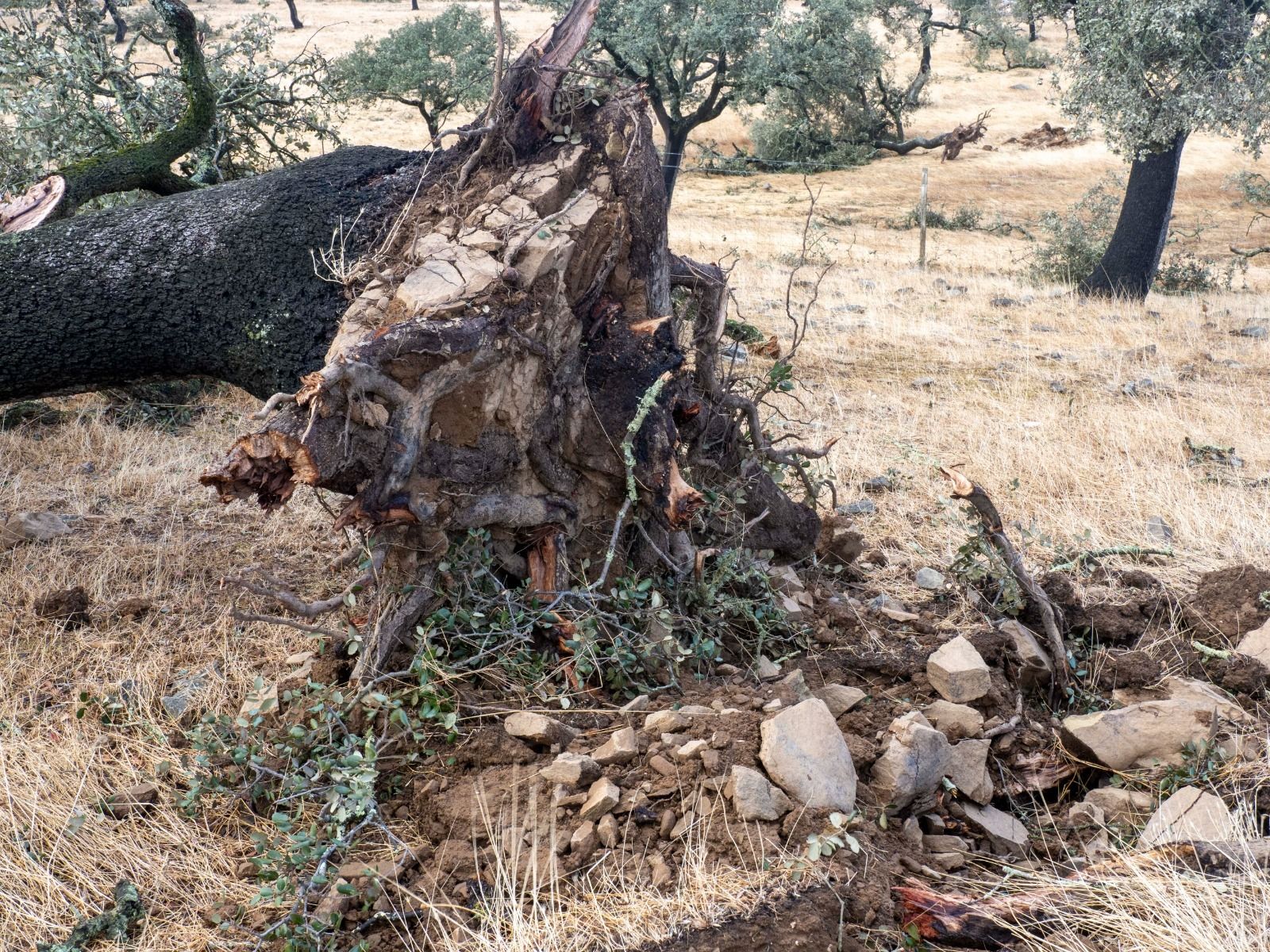Imágenes de los destrozos provocados por un tornado en Villanueva de los Castillejos