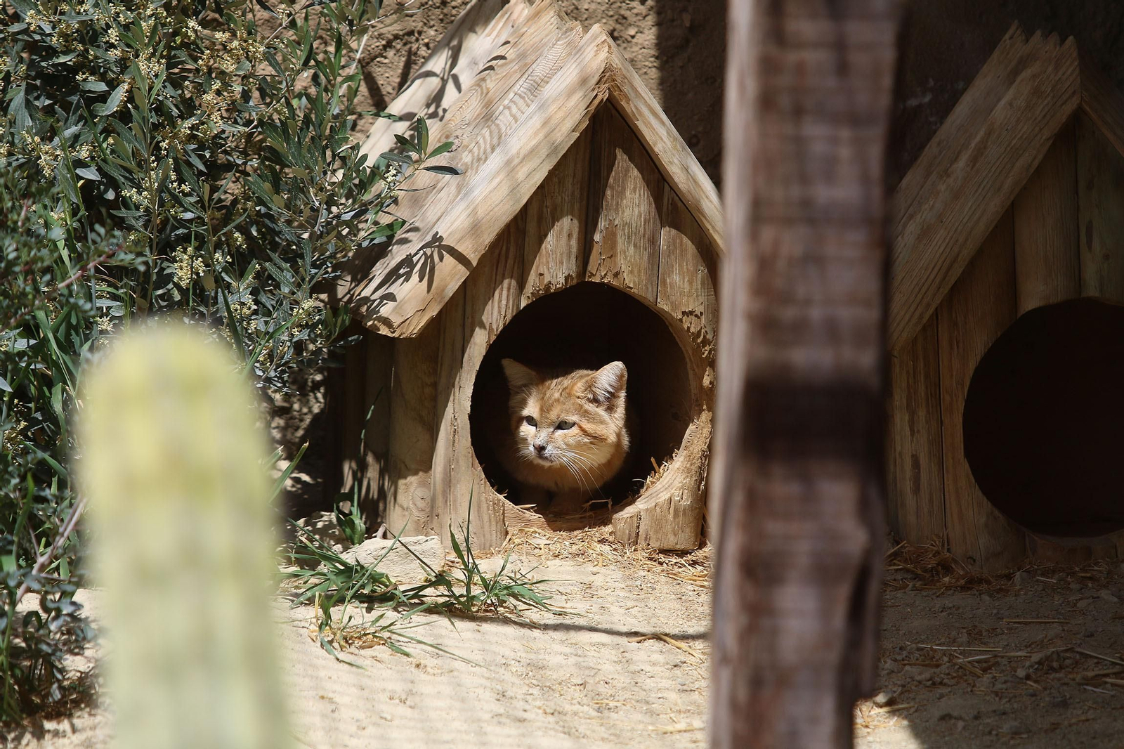 Fotogalería del Oasys Mini Hollywood sin actividad durante el coronavirus