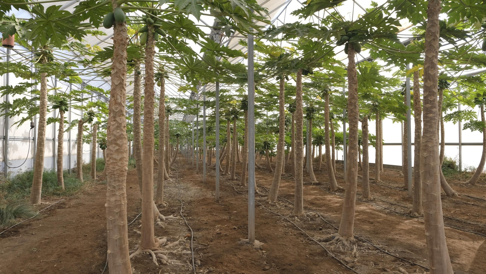 50 años de la Estación Experimental Cajamar-Las Palmerillas, en fotos