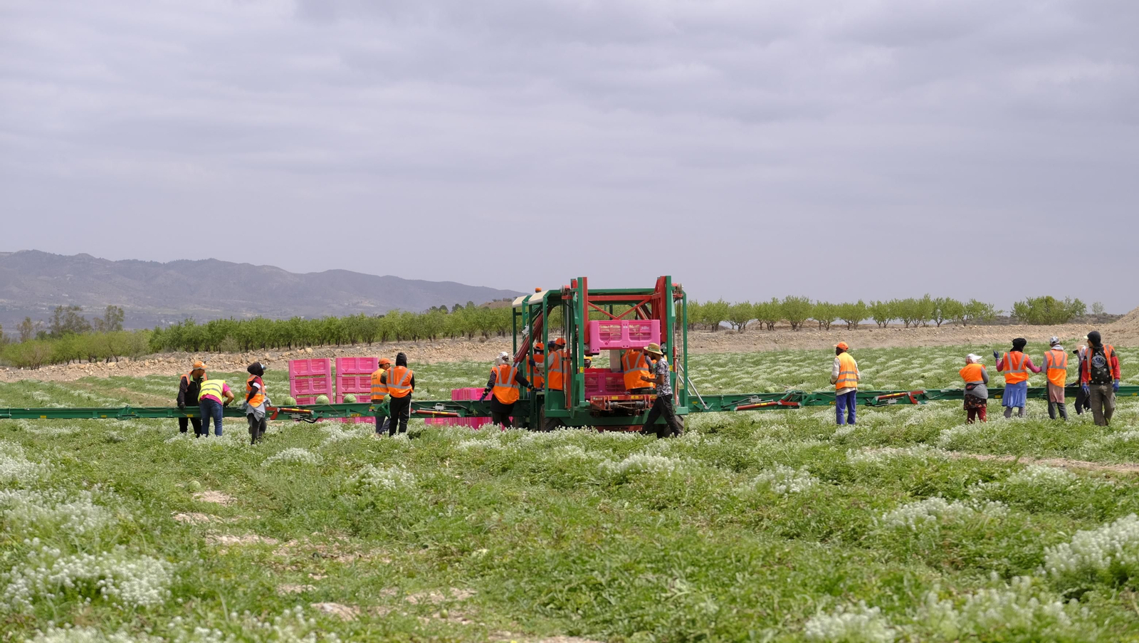 La sandía y el melón de Huércal Overa, manjares en imágenes