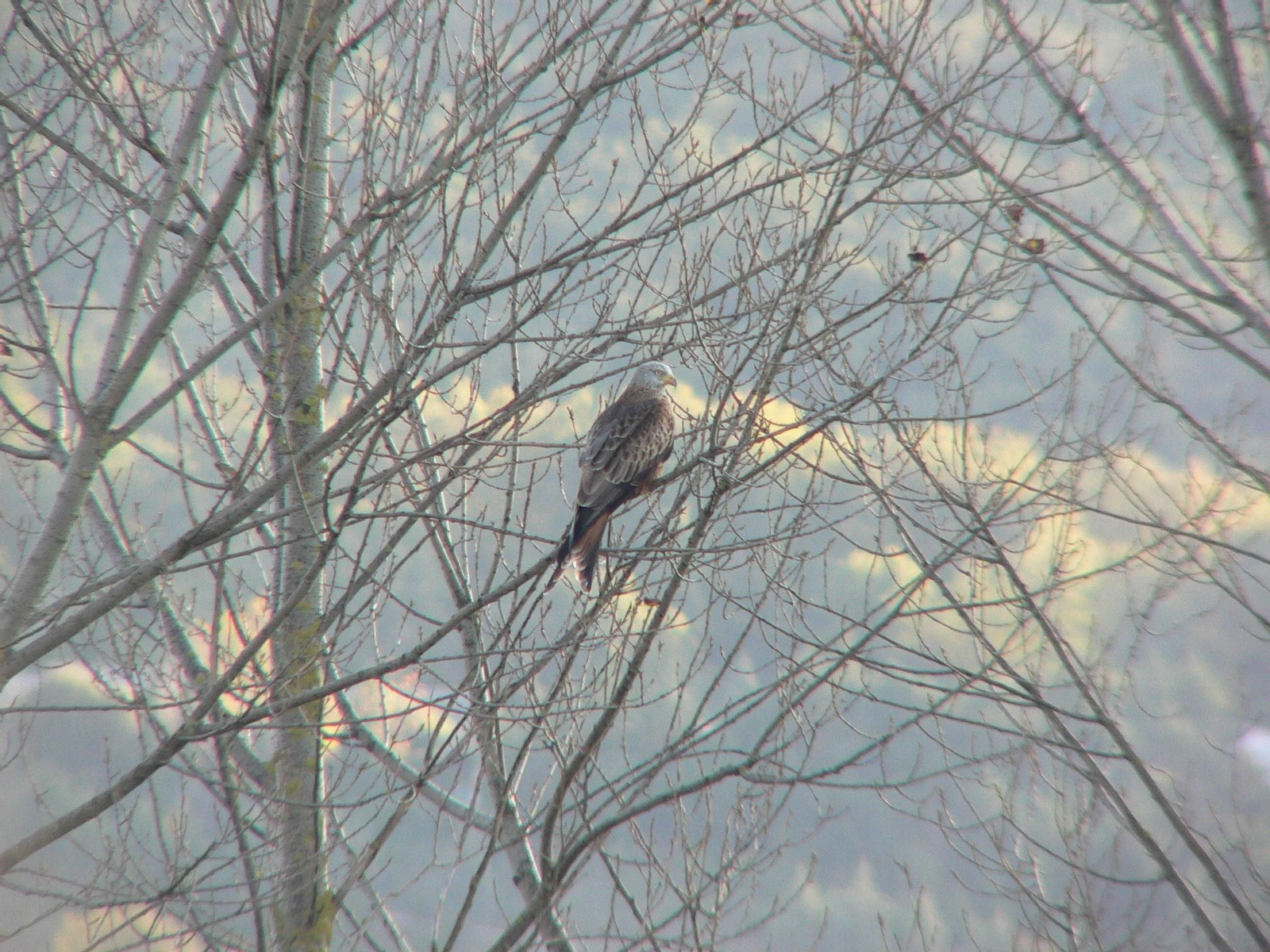 Un ejemplar de Milano Real.