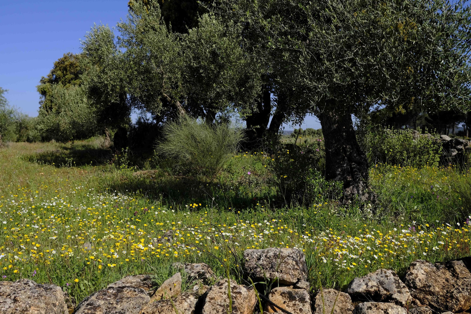 Brote de la la primavera, en fotos