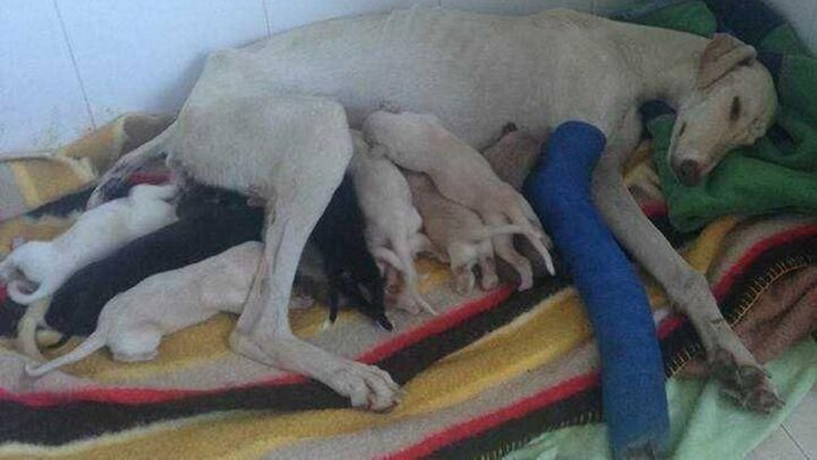 Madre coraje: una perra con la pata rota guía a unos rescatistas durante 3 kilómetros para salvar a sus cachorros