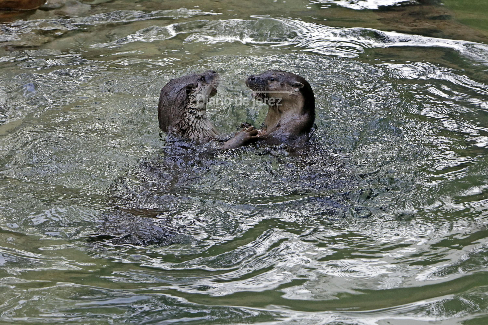 Reportaje de las Nutrias en el Zoo de Jerez