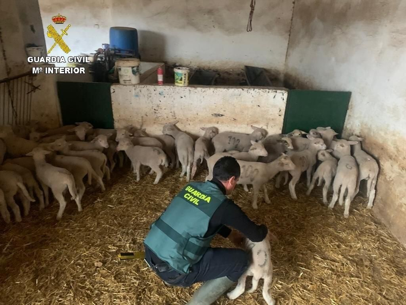 Un agente de la Guardia Civil con los corderos recuperados.