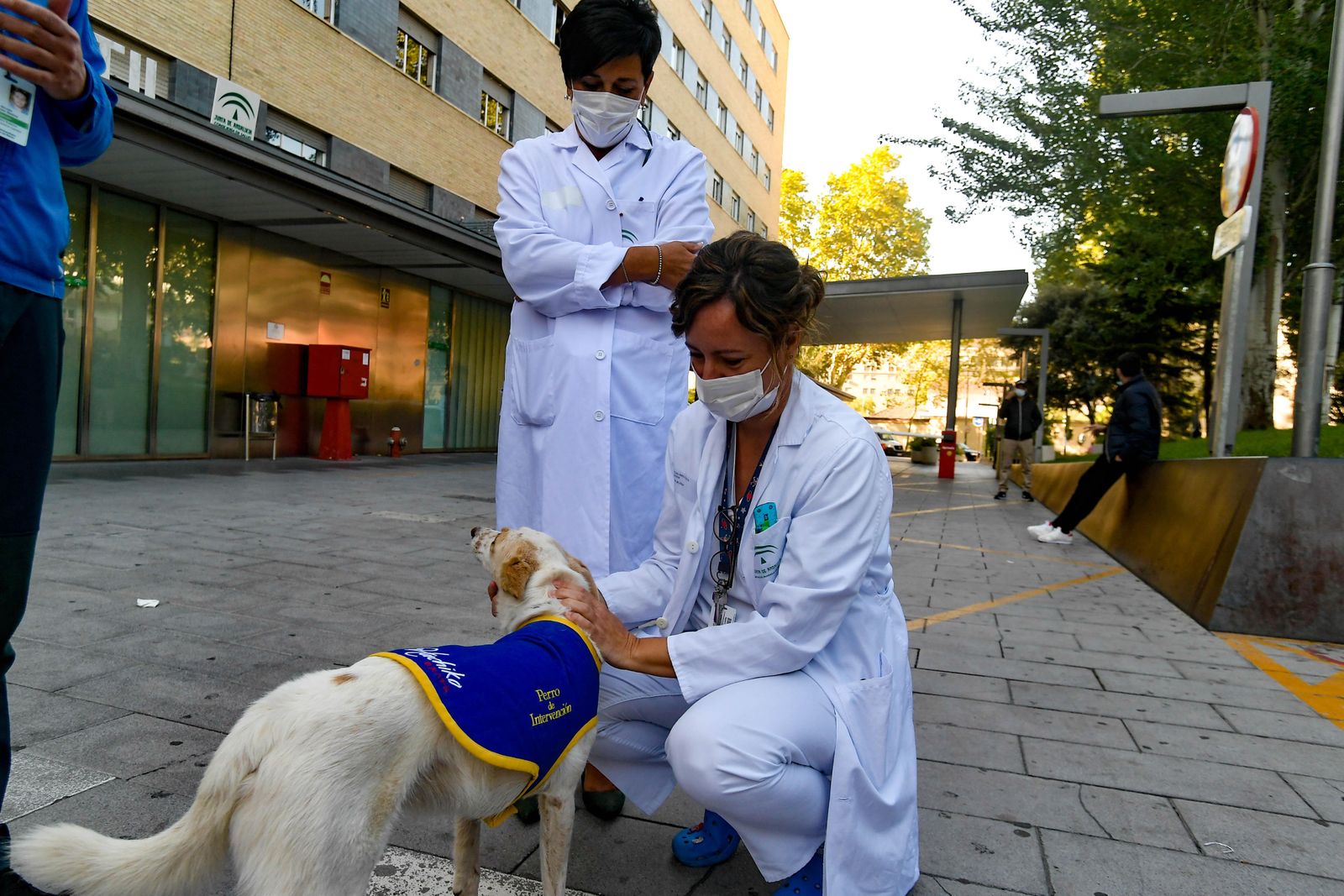 Fotos de los perros que sirven de terapia a los niños del Maternal de Granada