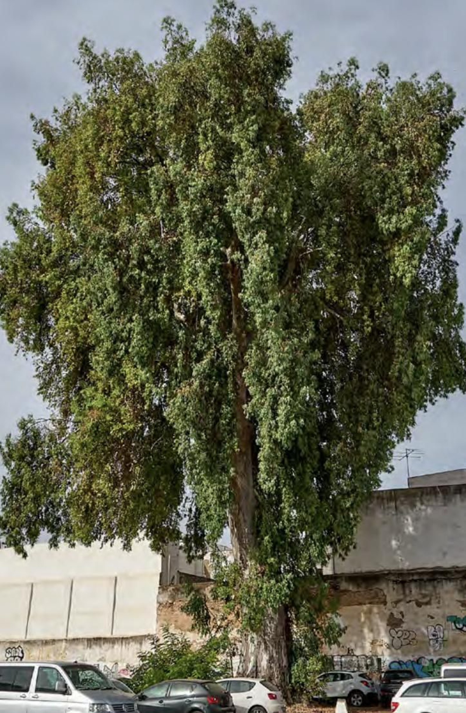 Los árboles más singulares del nuevo catálogo de Sevilla