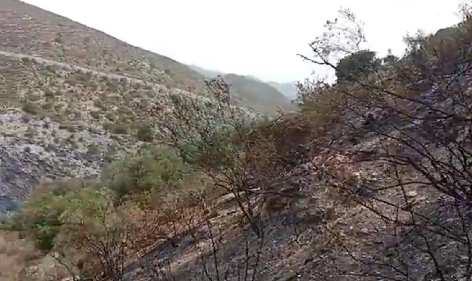 Zona de matorral afectada por el incendio de Vélez de Benaudalla