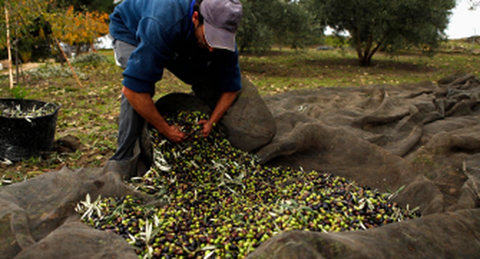 El 95% del aceite de oliva Hacendado de Mercadona tiene su origen en Andalucía y el 5%, del resto de CCAA
