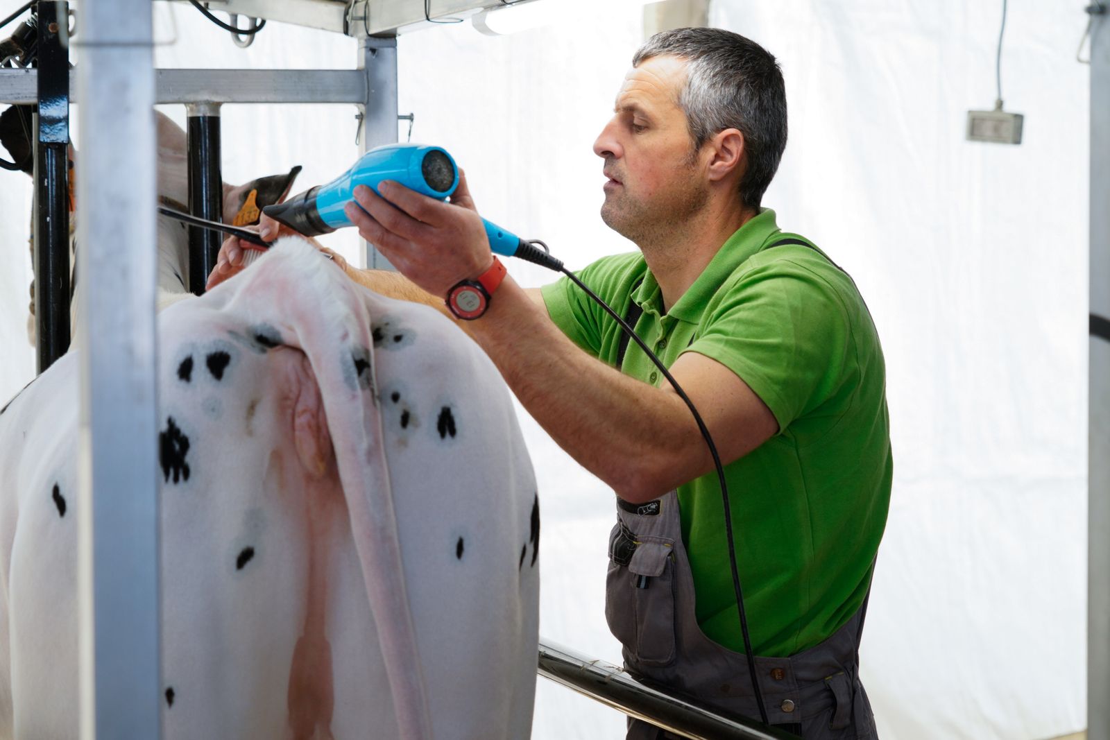 La Feria de Ganado Frisón Usías Holsteins de Dos Torres, en fotografías