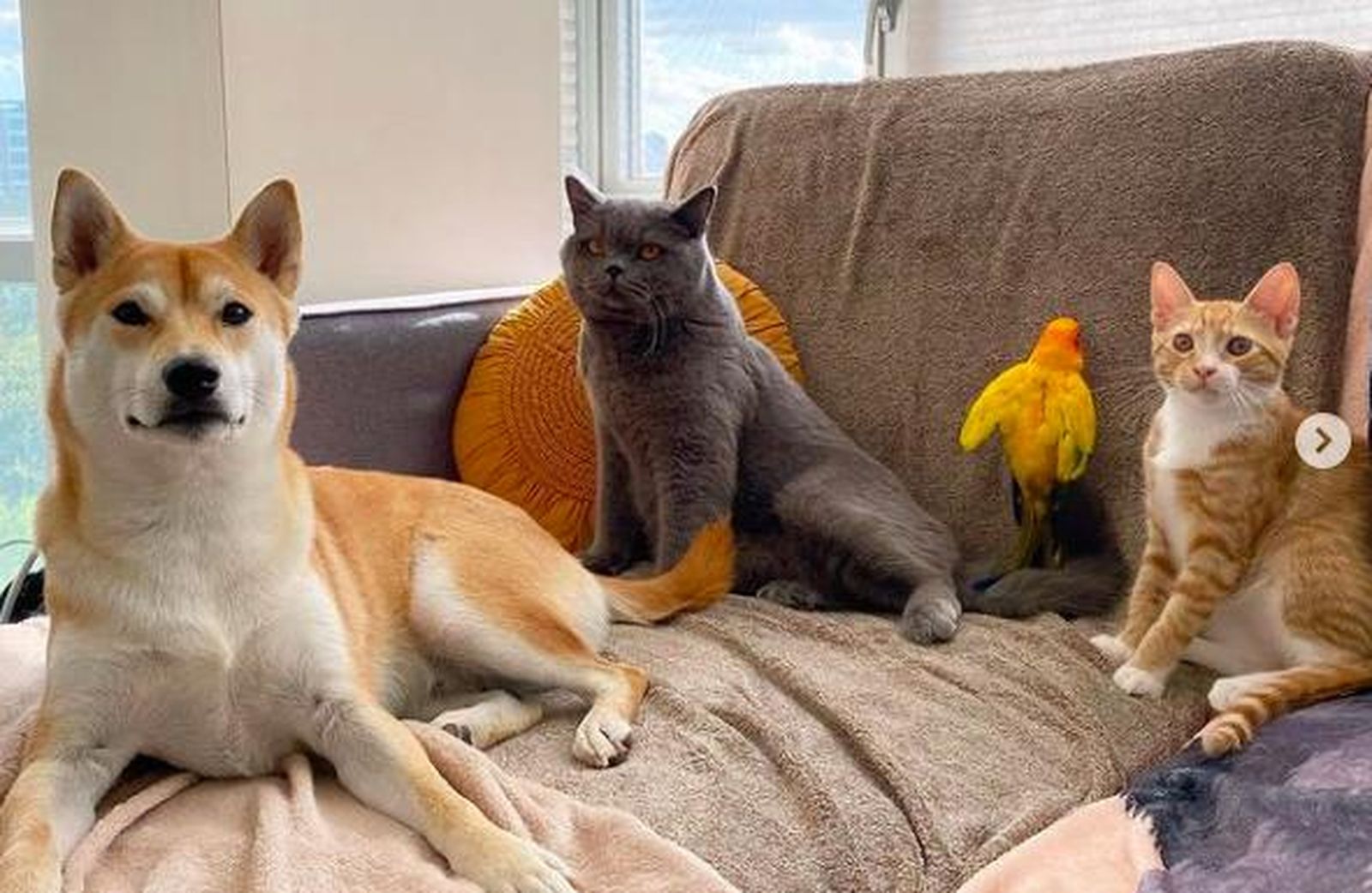 Un gato "influencer" muere de un infarto tras un ataque a su dueña