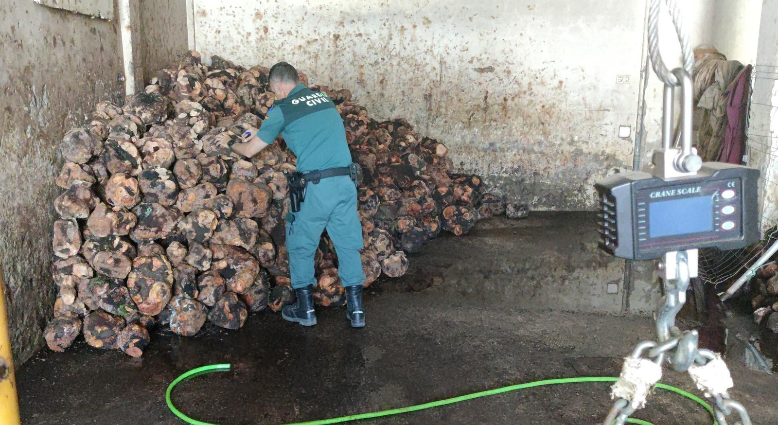 Nuevo expolio de cepas de brezo en Jimena para fabricar pipas de fumar y juguetes para mascotas.