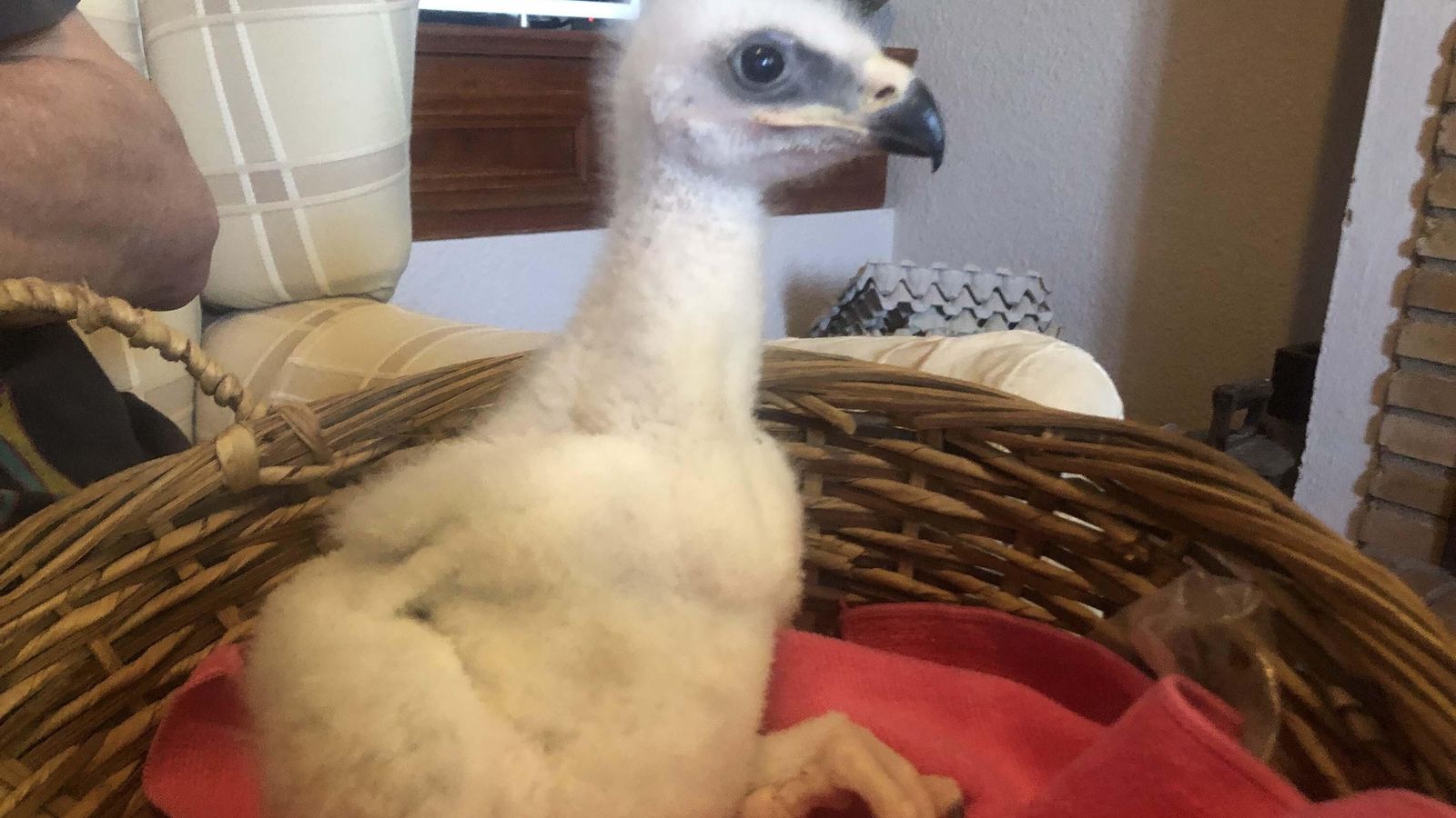 Uno de pollos de águila híbrida.