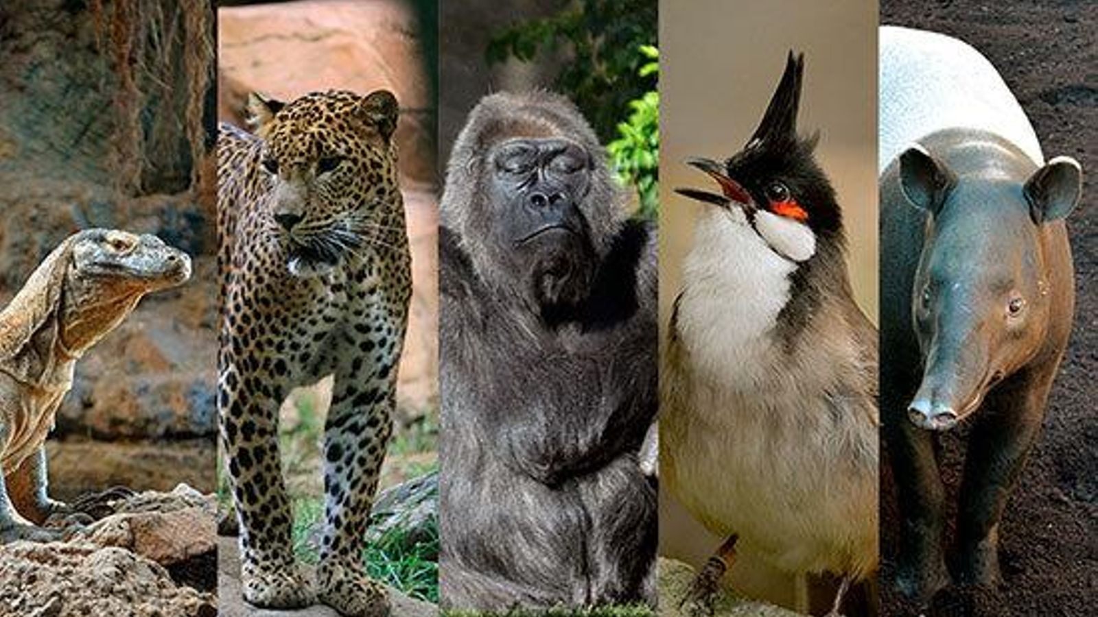 Algunos de los animales de BIOPARC Fuengirola