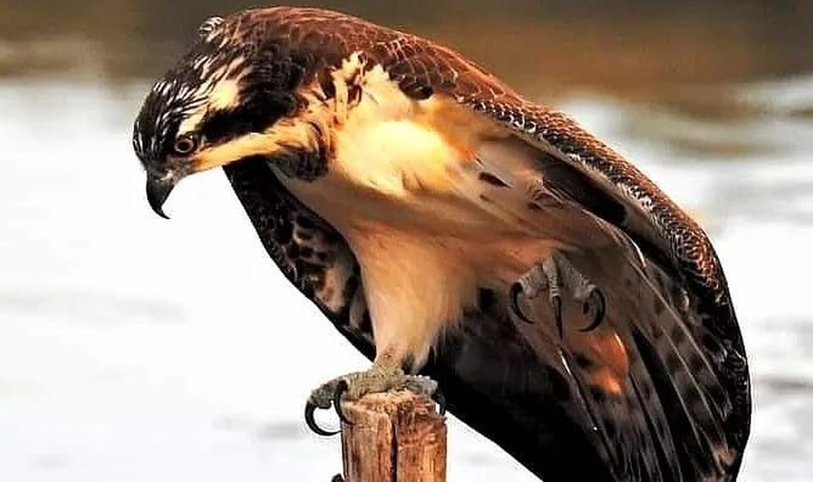 Un ejemplar de águila pescadora en la laguna de la Huerta de las Pilas.
