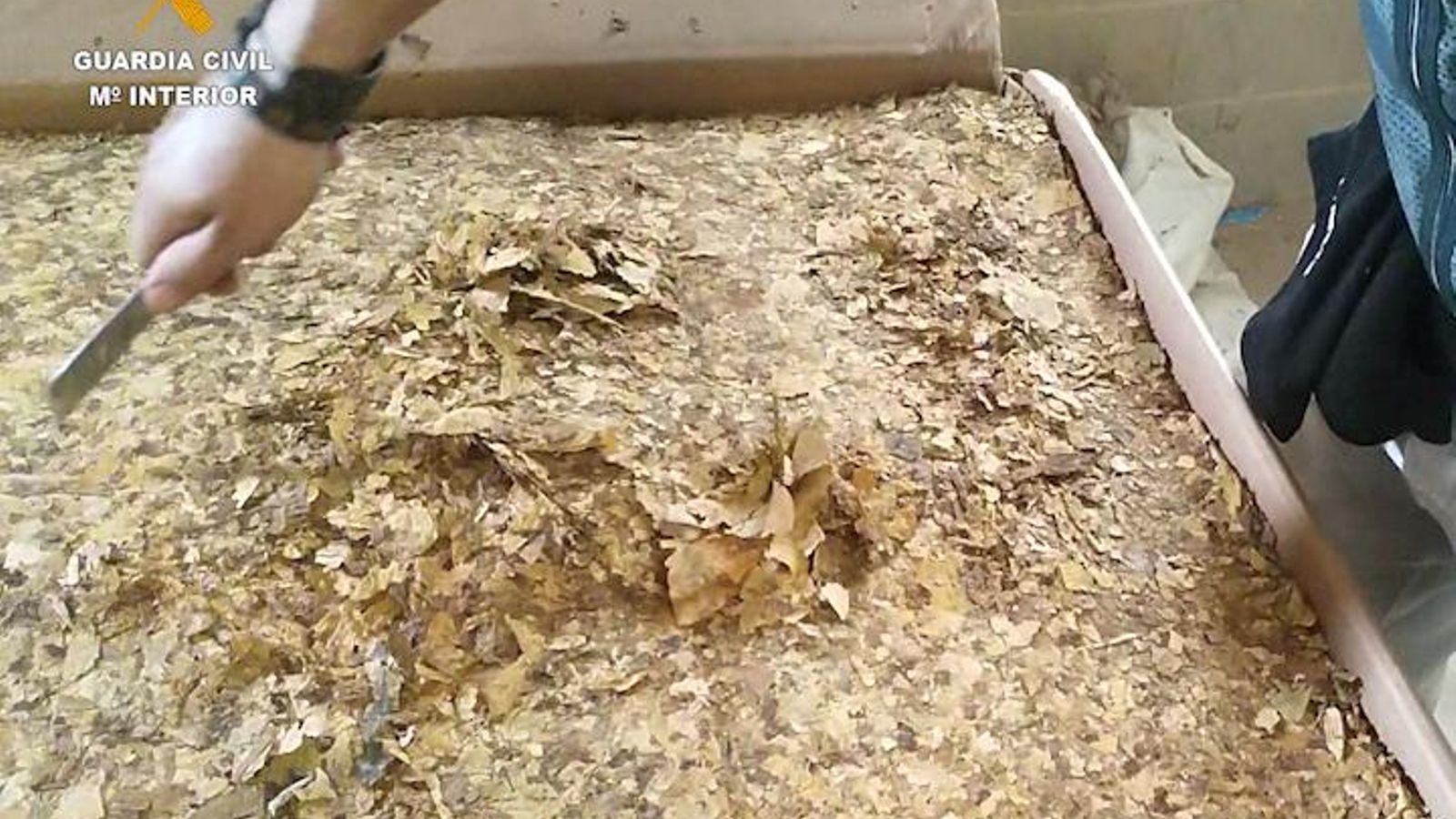 Parte del tabaco intervenido.