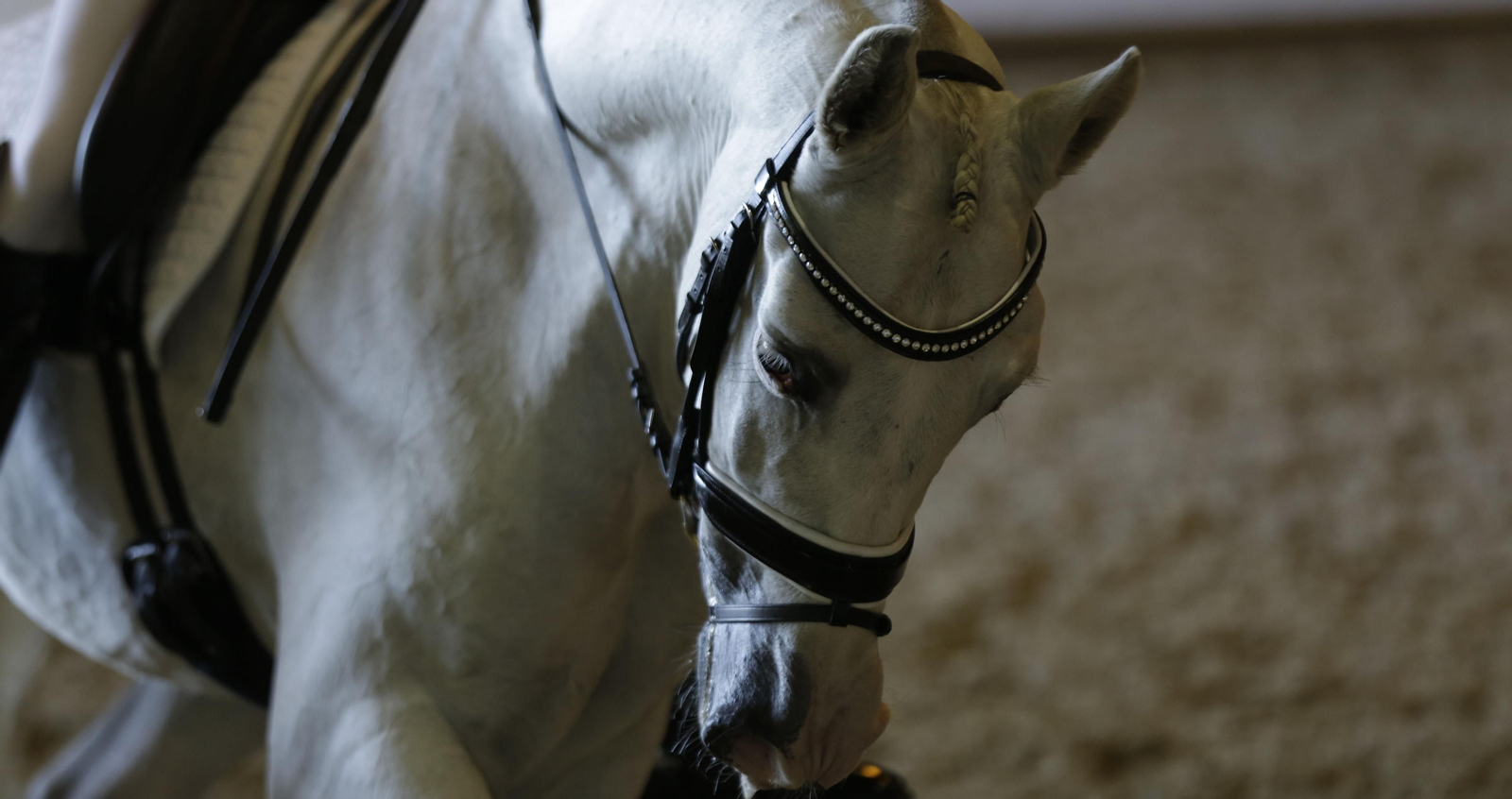 Imágenes del Sicab 2020 en su primer día