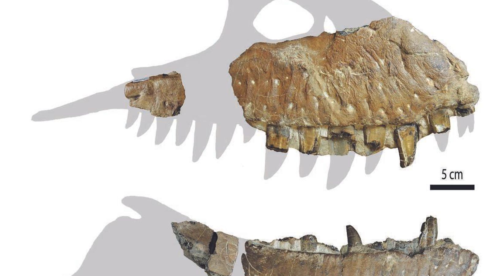 Partes del cráneo hallado del Thanatotheristes