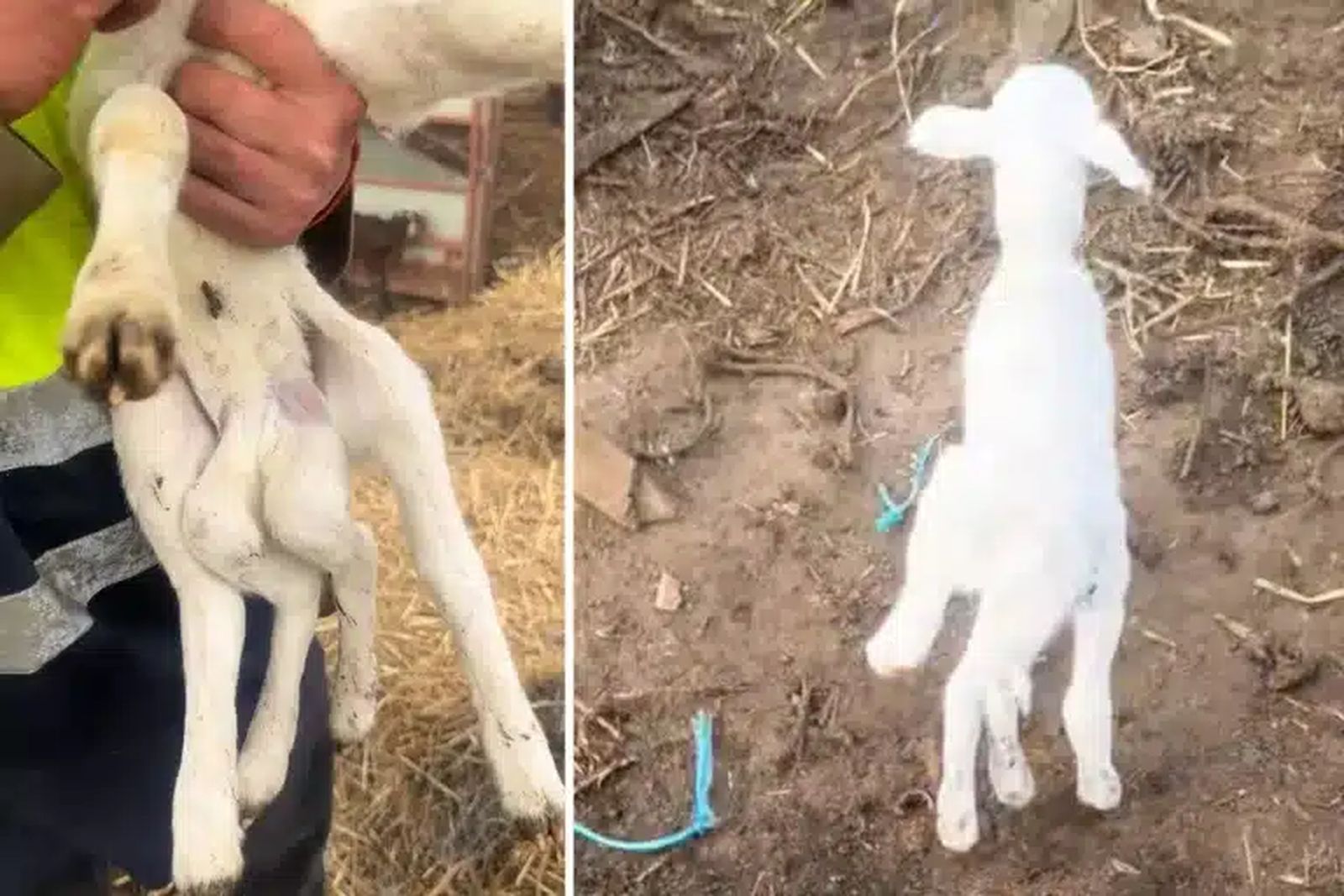 Cordero de seis patas nacido en una explotación ganadera de El Ejido.