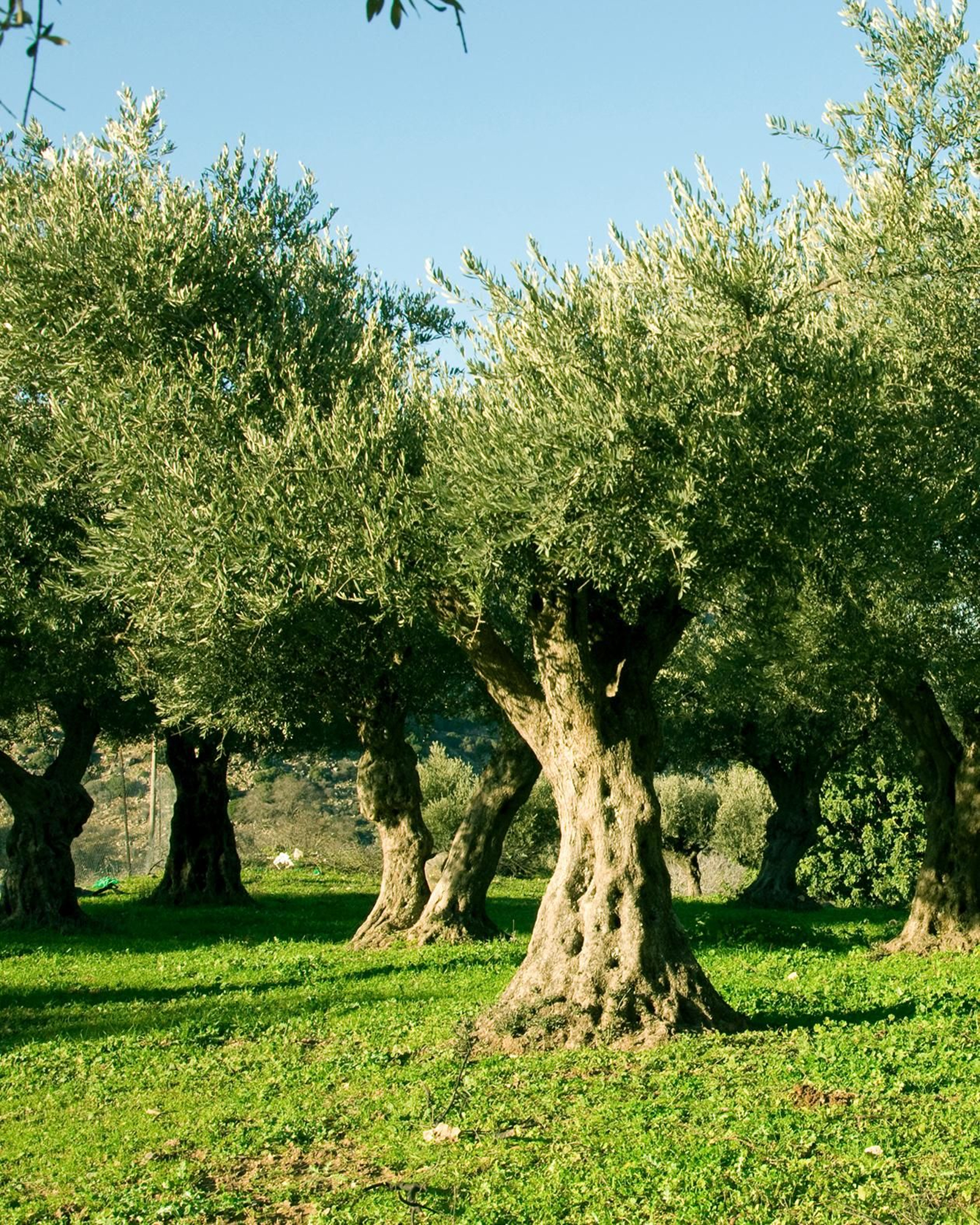Olivar con suelo natural.