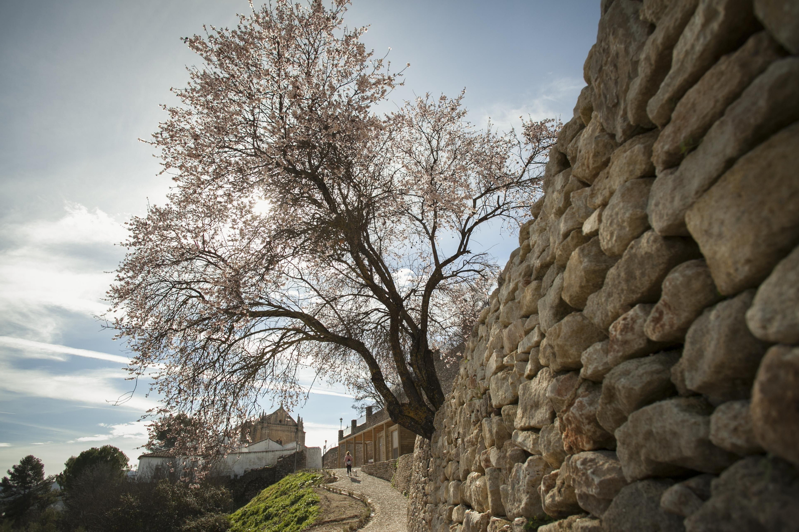Fotos: los almendros anuncian la primavera