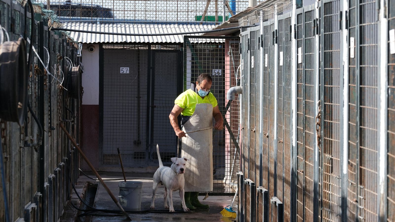 Un cuidador lleva a un perro dentro de la jaula tras haberla limpiado
