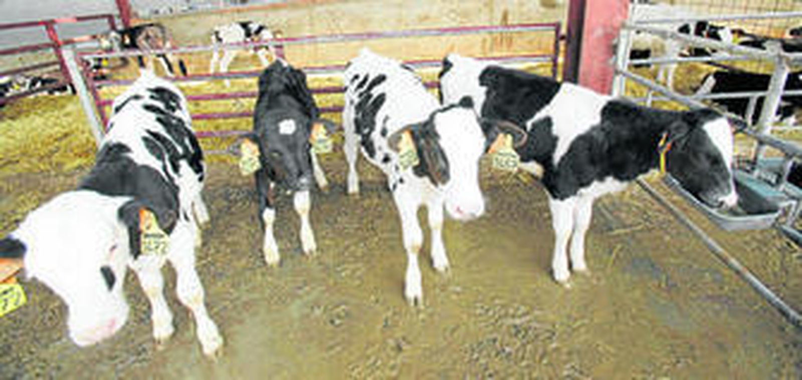 inicio.                Lo primero que se hace es descargar la leche procedente de la granja de Santa Fe en los tanques de almacenaje