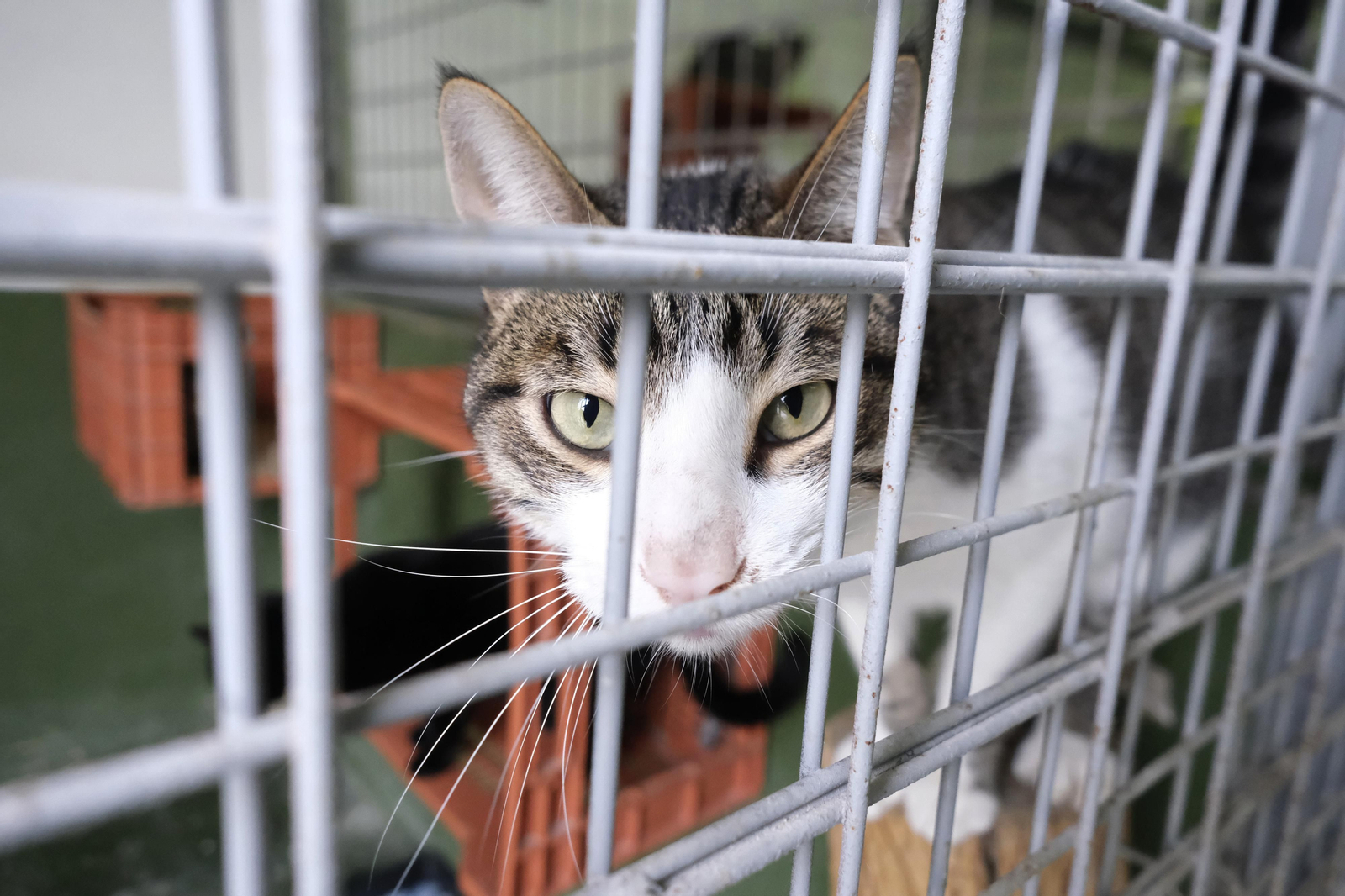 Un paseo por el Centro de Salud y Bienestar Animal de Córdoba, en imágenes