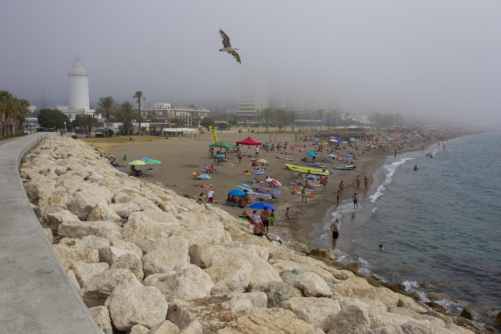 El taró provoca la prohibición del baño en las playas de Málaga, en imágenes
