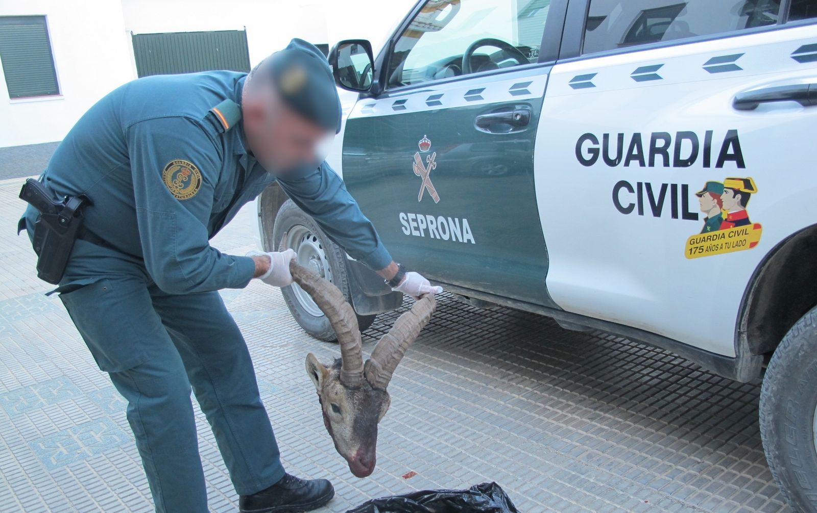Imagen de archivo de una cabeza de cabra montés recuperado por la Guardia Civil