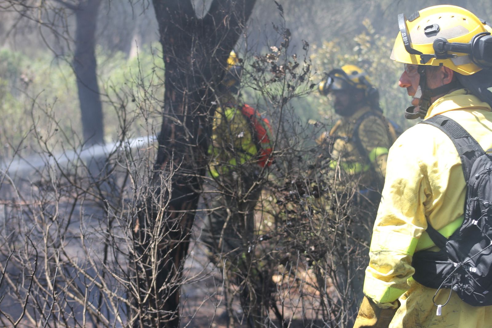 El incendio en el pinar de Roche, en imágenes