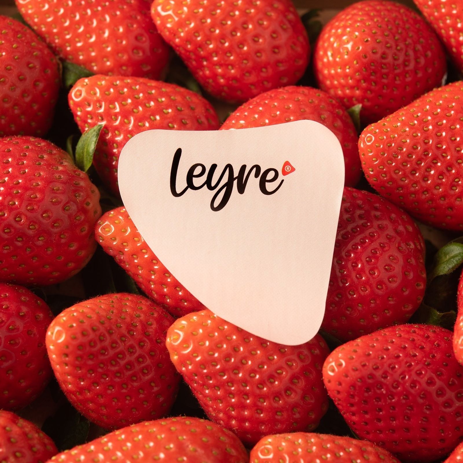 Fresa variedad 'Leyre'