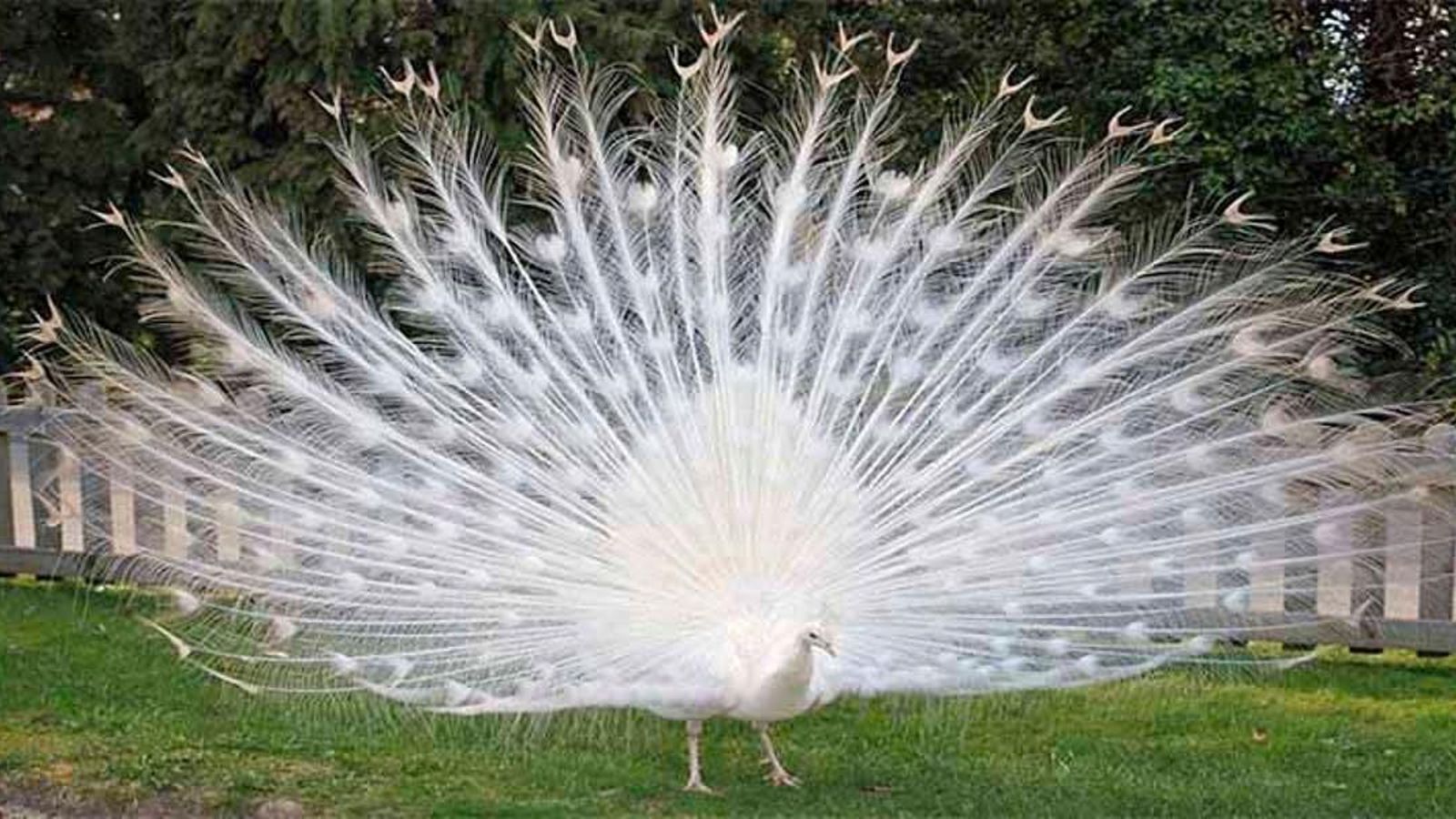 pavo albino