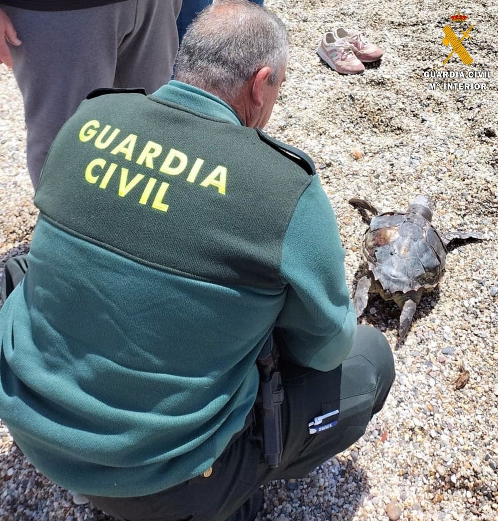 La Guardia Civil presta seguridad y apoyo en el varamiento de una tortuga Boba en Cabo de Gata