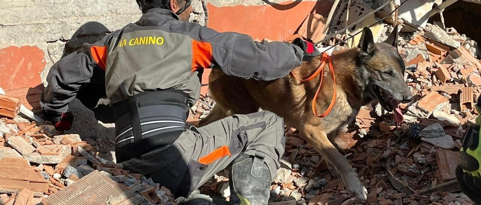 Imágenes cruciales sobre los perros rescatistas del terremoto en Turquía y Siria y animales que han encontrado