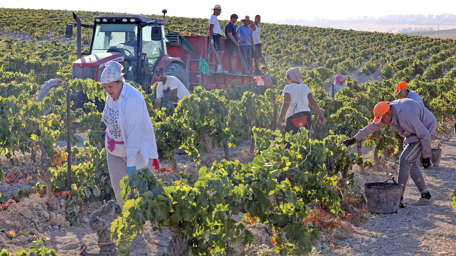 Vendimia a mano en la Viña El Caribe en Jerez