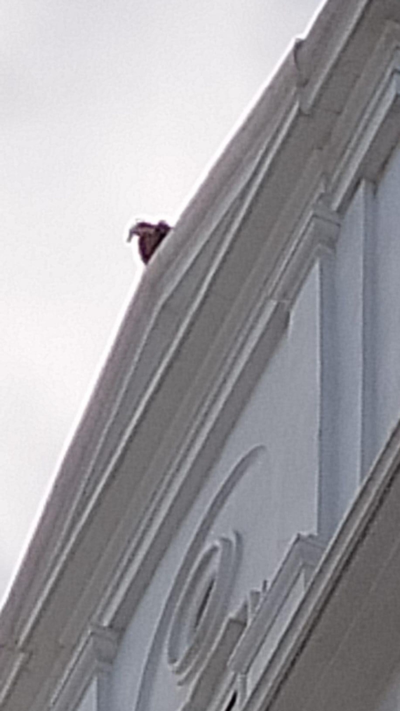 Un buitre, en el tehado del edificio El Fénix, en Cádiz.