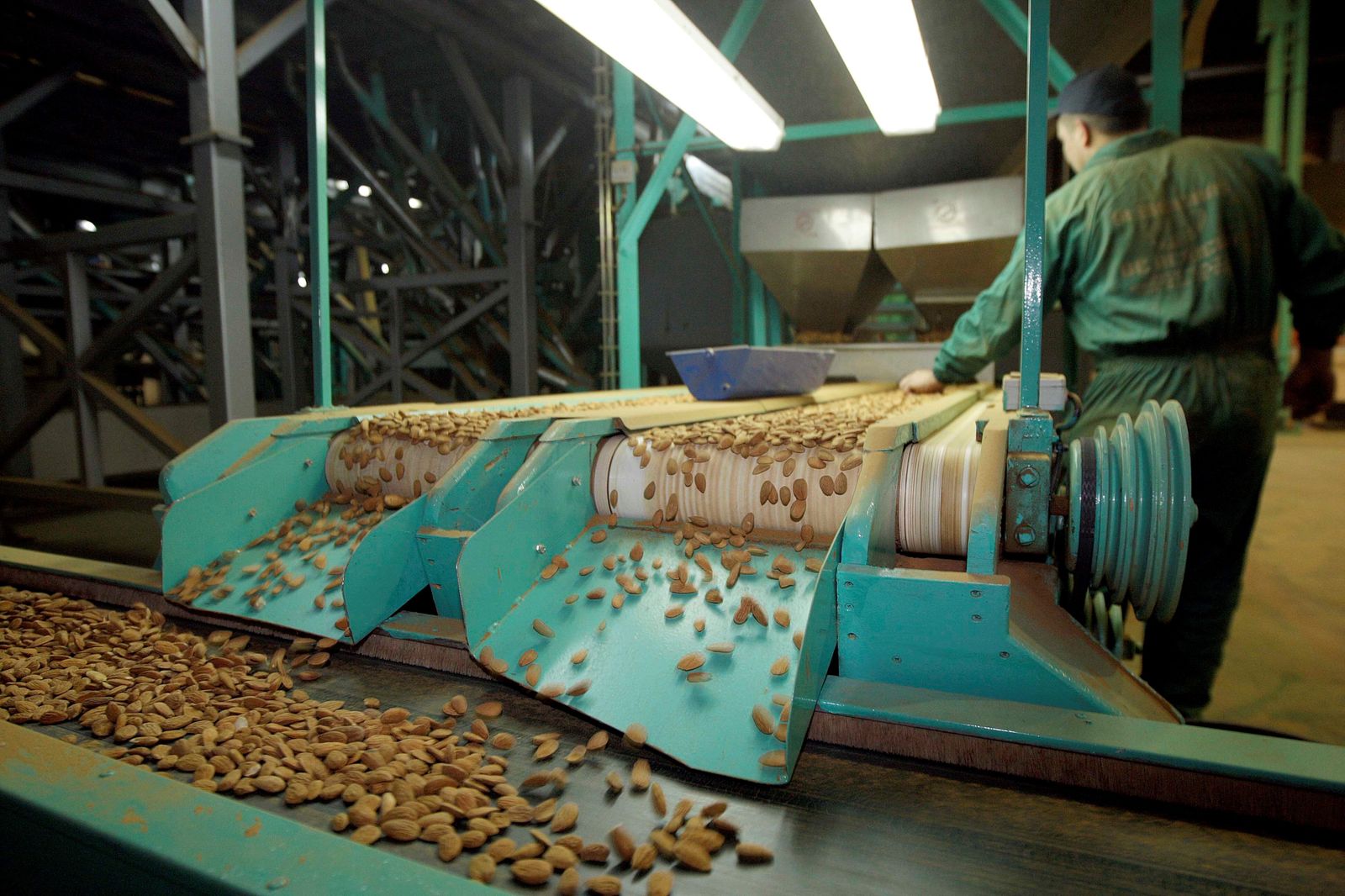 Cosecha de almendra en una fábrica.