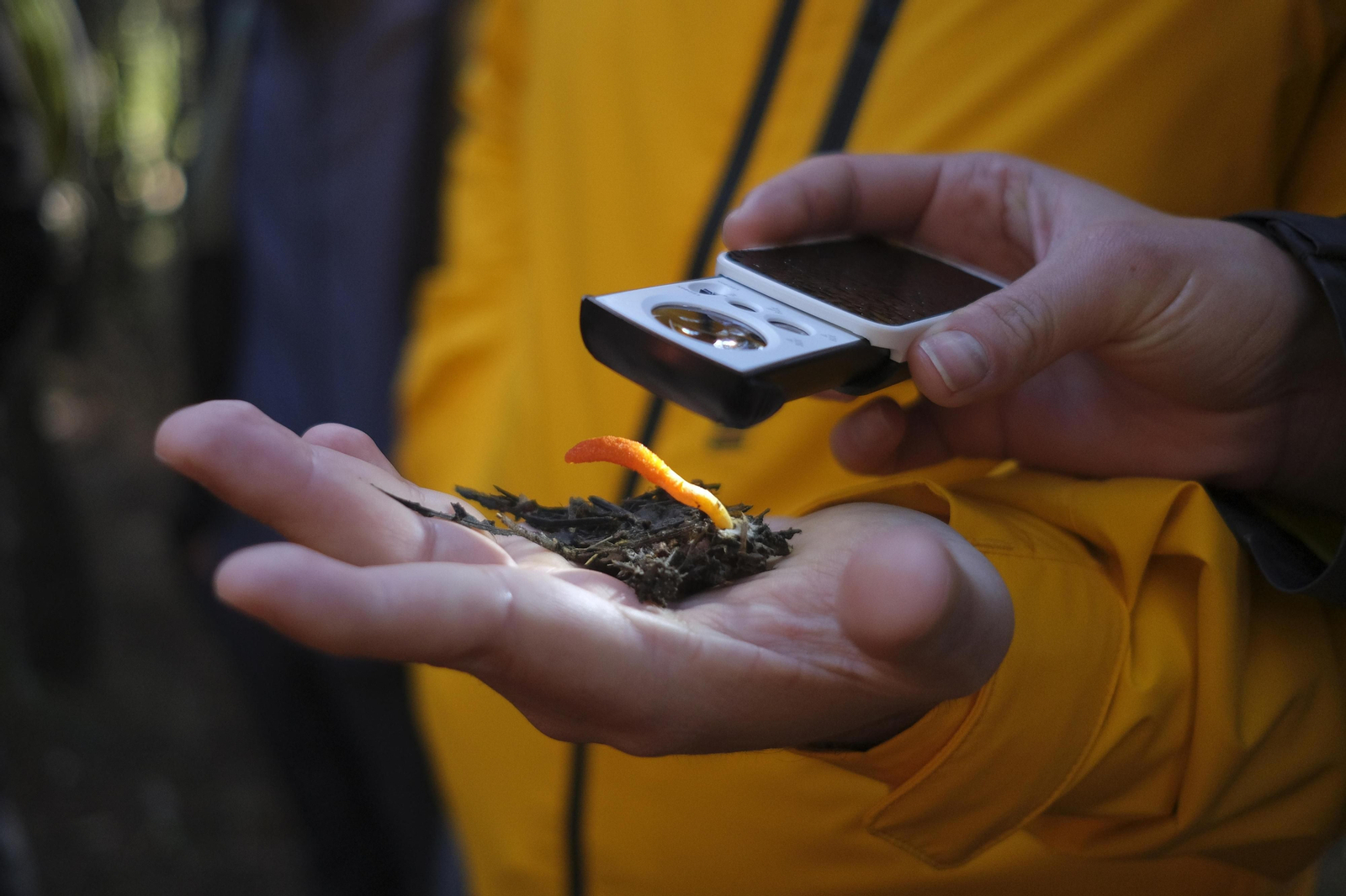 Mocología de la Serranía de Ronda, en fotos.