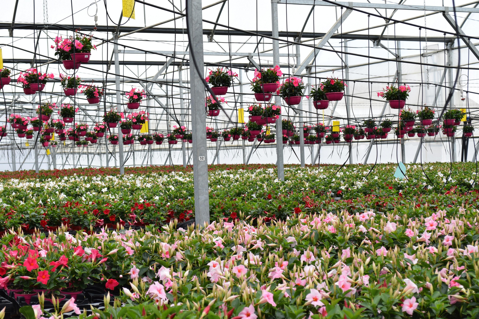 Vícar es un referente de la agricultura intensiva bajo plástico.