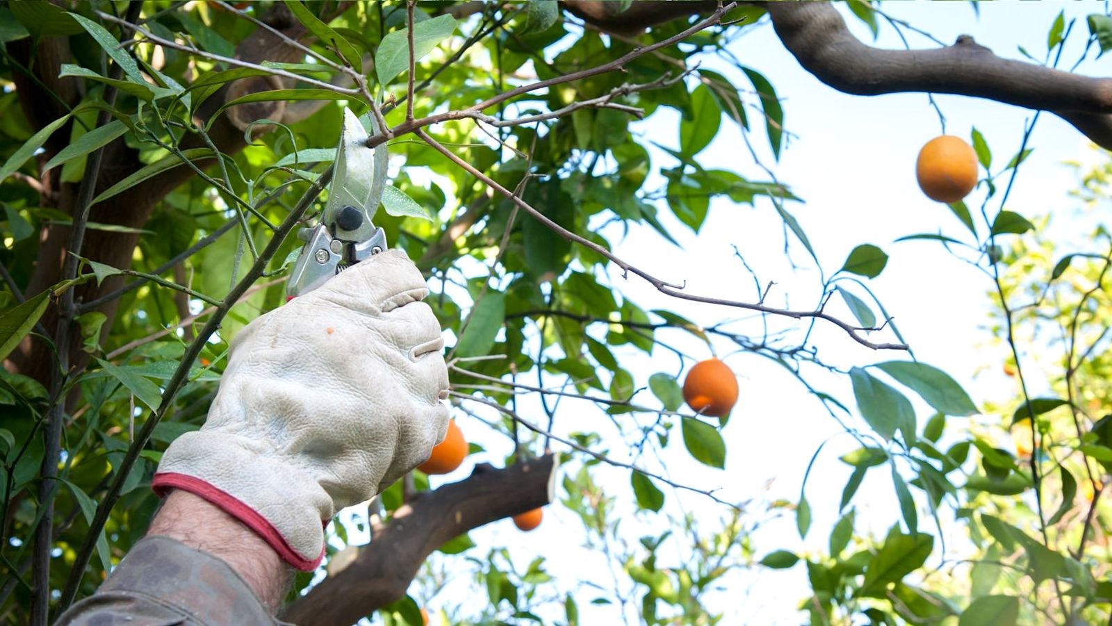 El puesto sería de podador de cítricos