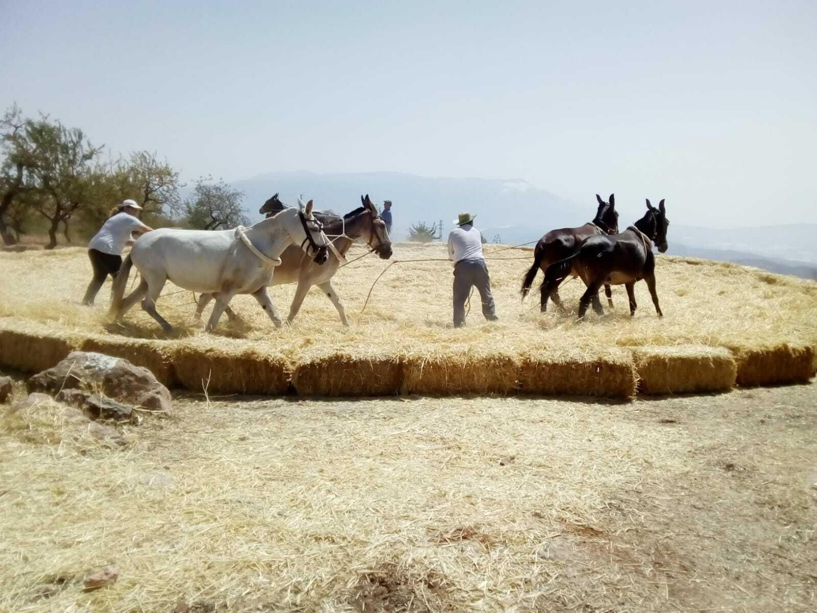 Un momento de la parva de Murtas.
