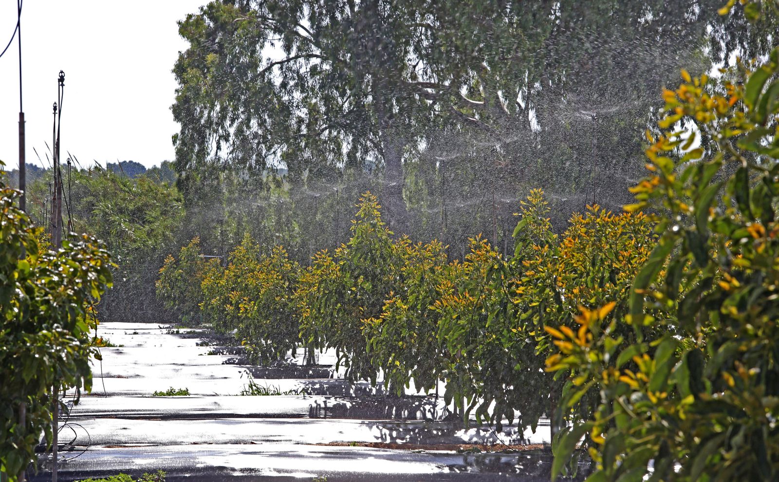 Aguacate:EL "oro verde"ya se cultiva en jerez